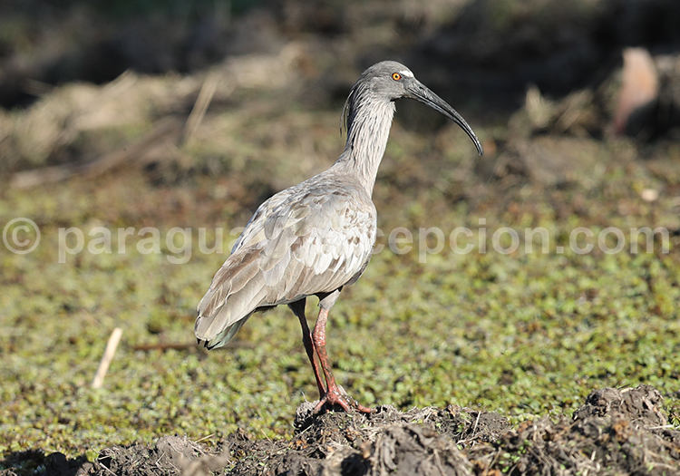 Ibis plombé (Theristicus caerulescens)