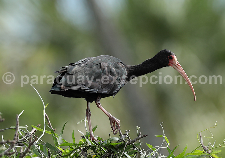 Ibis à face nue (Phimosus infuscatus)