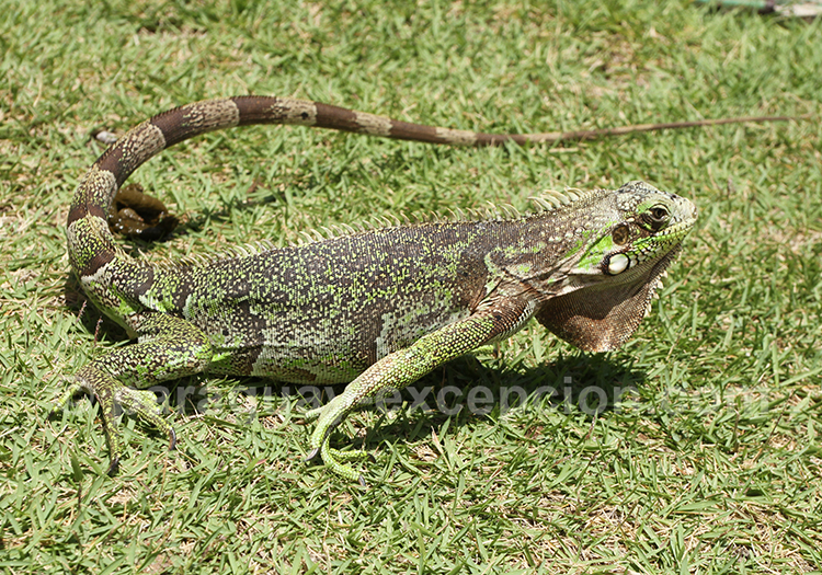 Iguane vert, reptile du Paraguay