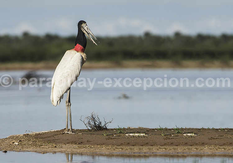 Jabiru d’Amérique (Jabiru mycteria)