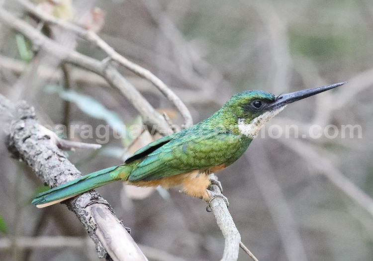Jacamar à queue rousse (Galbula ruficauda)