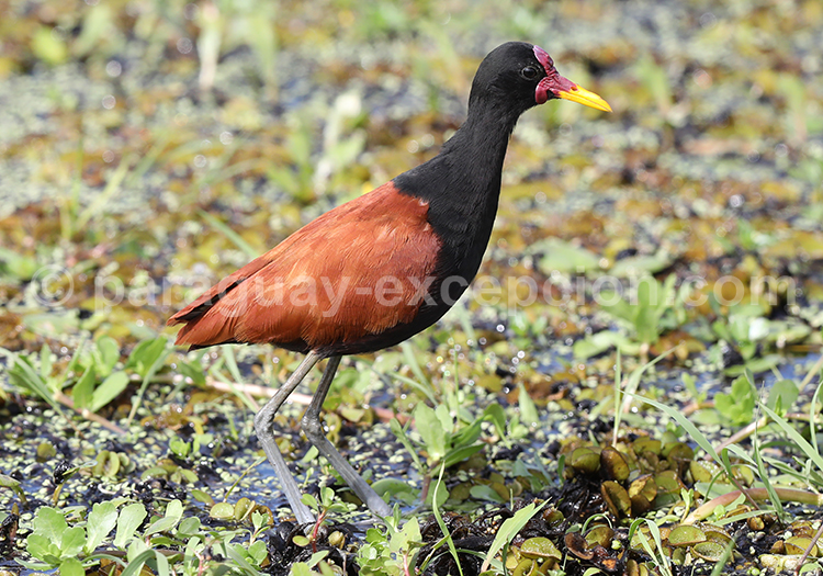 Jacana noir (Jacana jacana)
