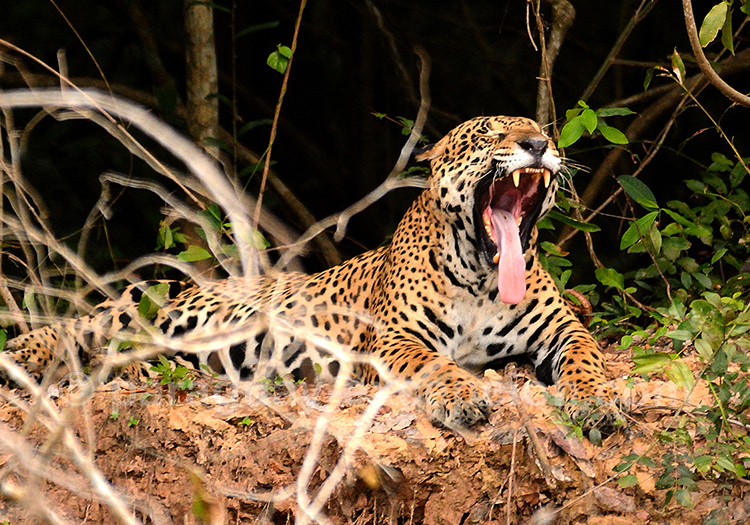 Jaguar (Panthera onca), Paraguay