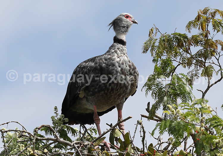 Kamichi à collier (Chauna torquata)