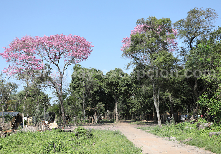 Lapacho rosado
