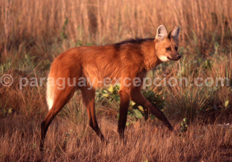 Loup à crinière (Chrysocyon brachyurus)