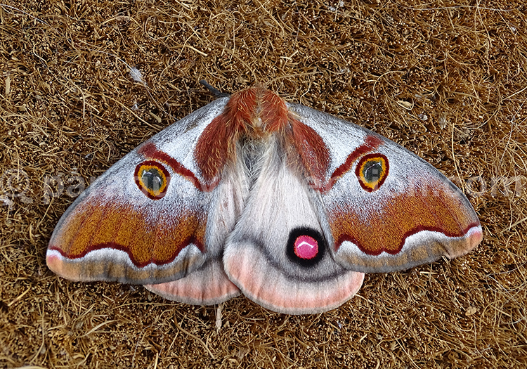 Mariposa Buho