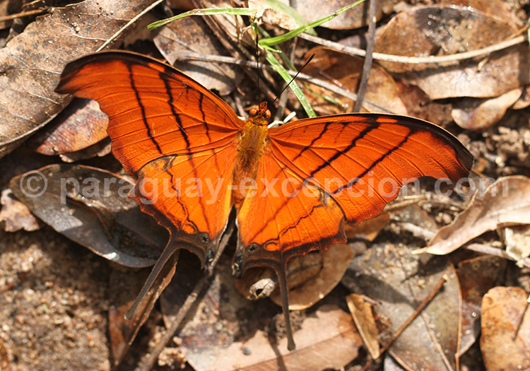 Marpesia petreus