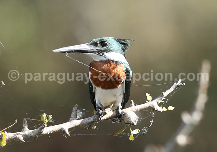Martin-pêcheur d’Amazonie (Chloroceryle amazona)