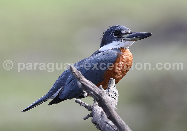 Martin-pêcheur à ventre roux (Megaceryle torquata)