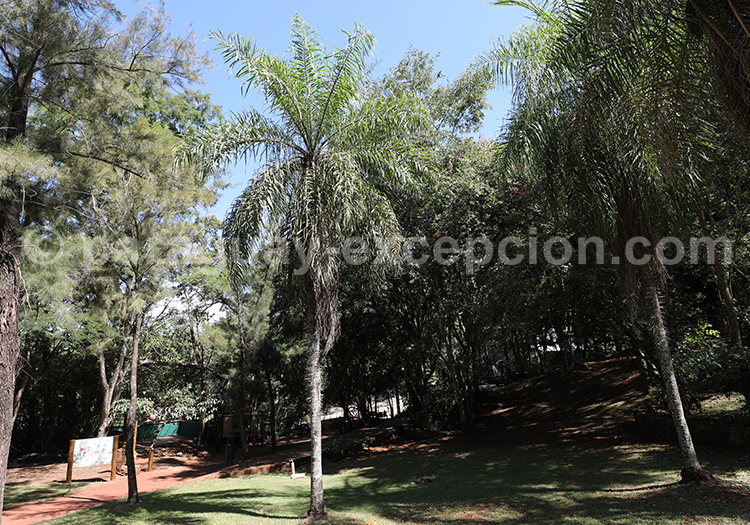 Mbokaja, palmier du Paraguay