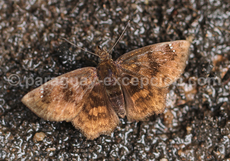 Nisoniades macarius