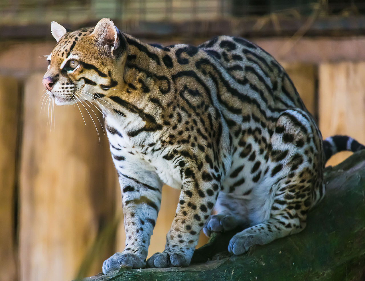 Ocelot Paraguay CC