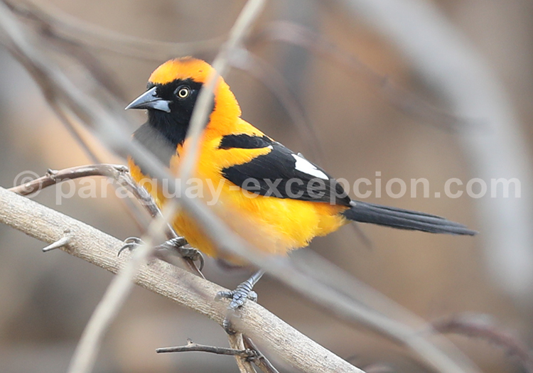 Oriole à dos orange (Icterus croconotus)