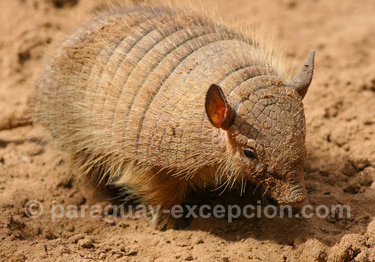 Petit tatou velu, Chaetophractus vellerosus