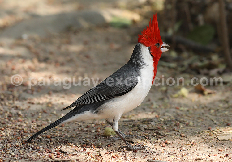 Paroare huppé (Paroaria coronata), anciennement Cardinal à huppe rouge