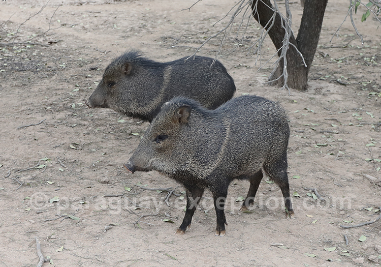 Pécari à collier (Pecari tajacu) Paraguay