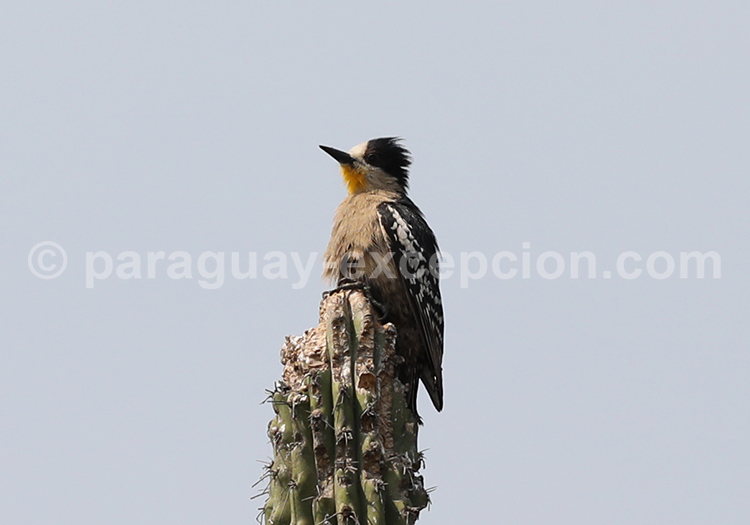 Pic des cactus (Melanerpes cactorum)