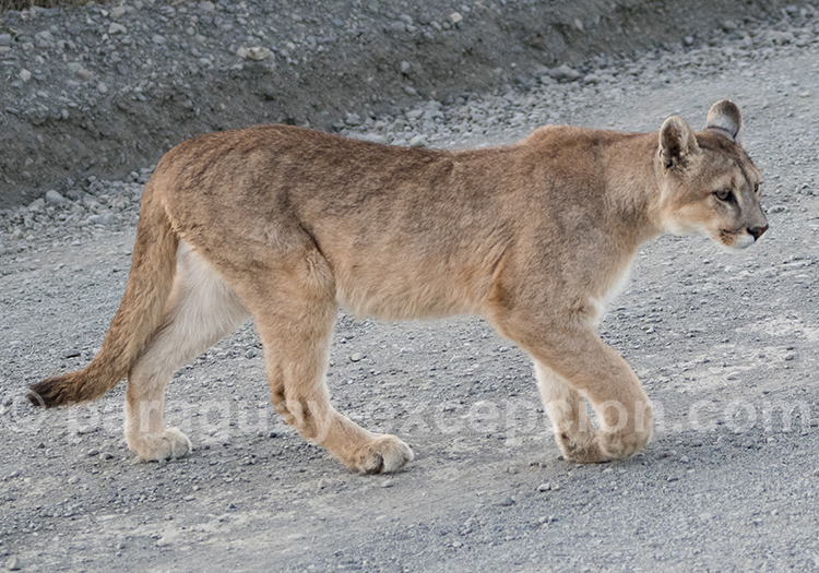 le puma noir et sa biche