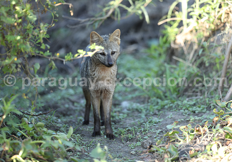 Renard des savanes (Cerdocyon thous)