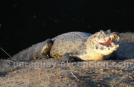 Reptiles du Paraguay, caiman Reptiles du Paraguay, caiman