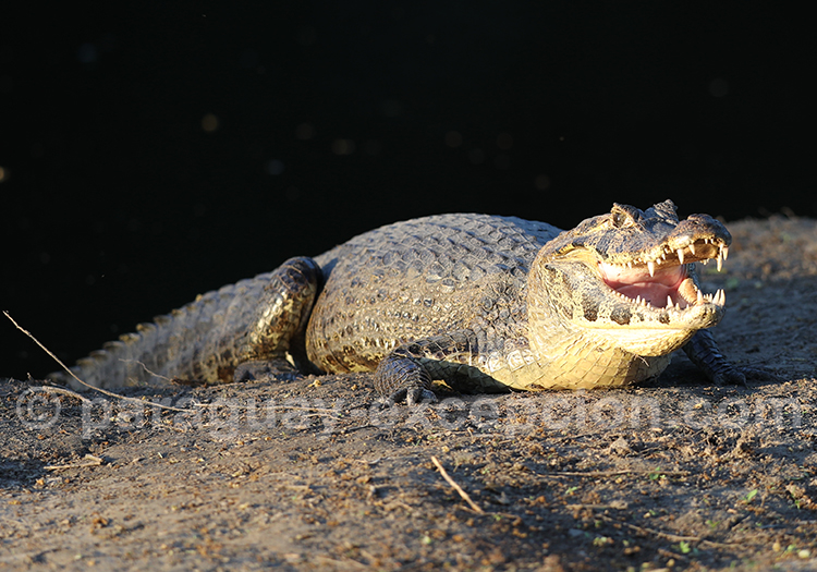Reptiles du Paraguay, caiman
