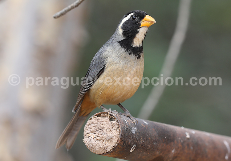 Saltator à bec orange (Saltator aurantiirostris)