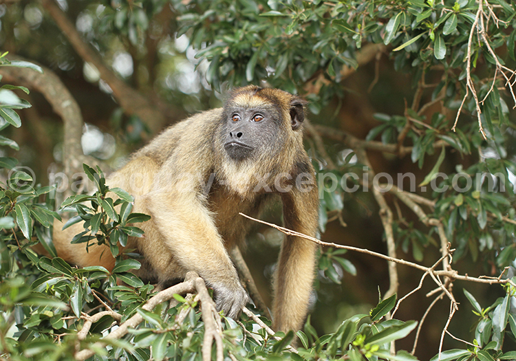 Singe Hurleur noir (Alouatta carayá) – Femelle