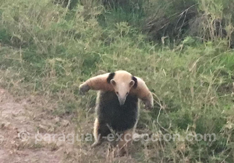 Tamandou à collier ou tamandua du sud (Tamandua tetradactyla), Paraguay