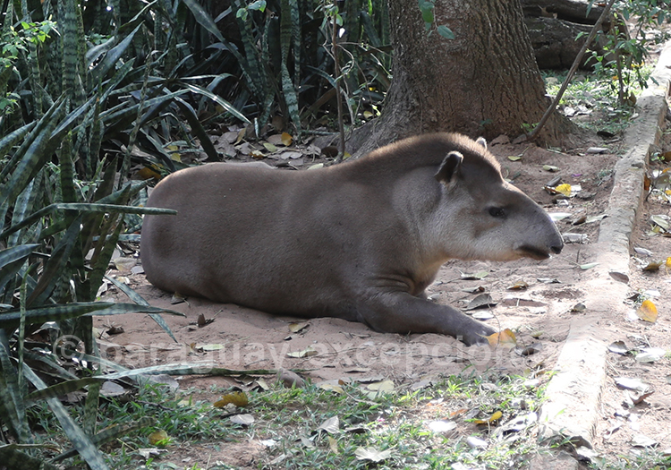 Tapir du Brésil (Tapirus terrestris), Paraguay