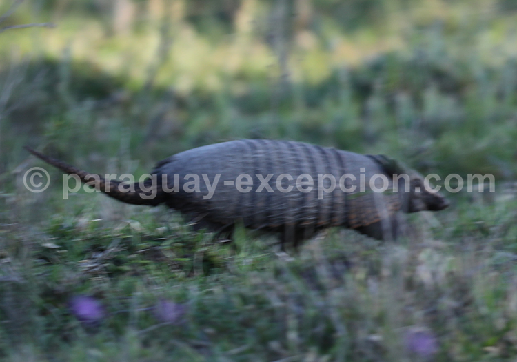 Tatou à neuf bandes ou tatou commun (Dasypus novemcinctus)