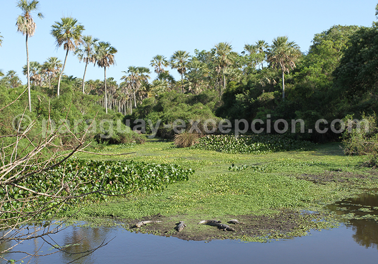 Tinfunqué, Paraguay