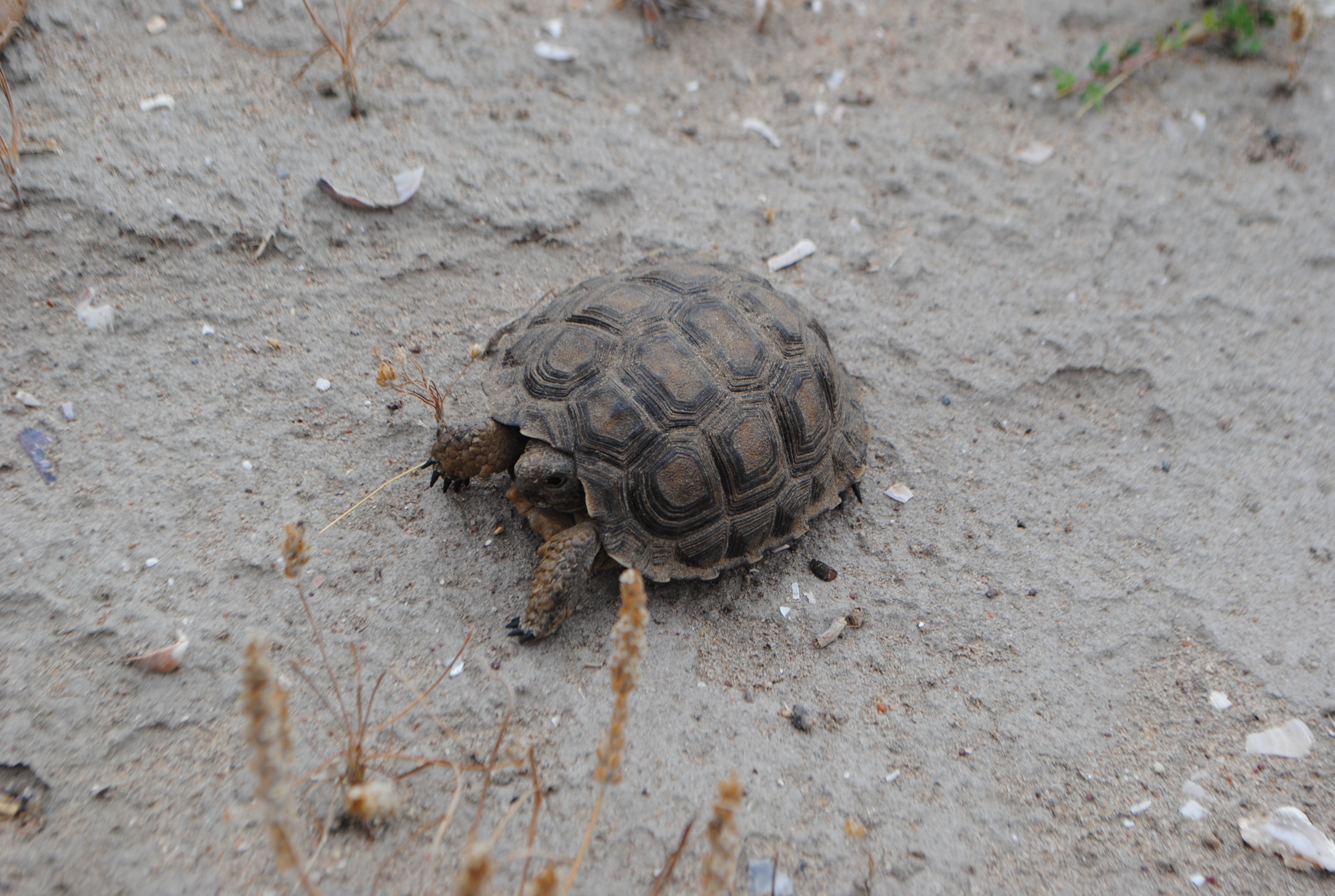 Tortuga chaqueña Paraguay