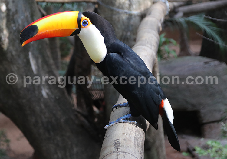 Toucan Toco