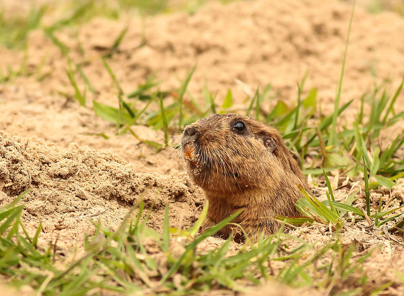 Tuco-tuco, Paraguay CC