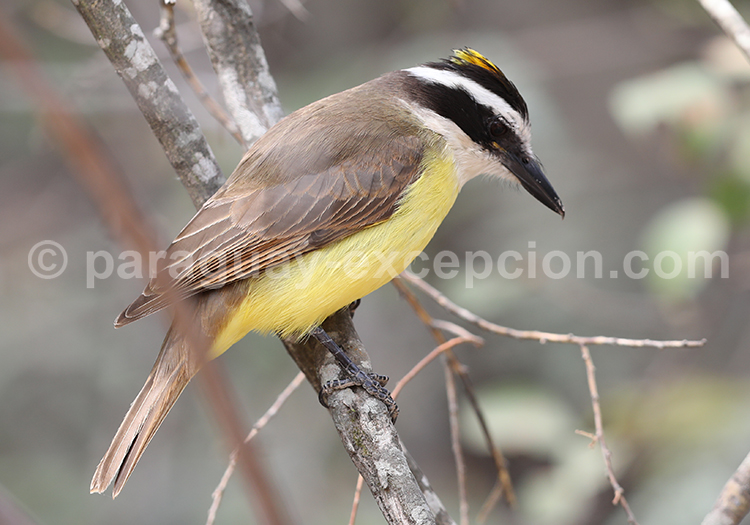 Tyran quiquivi (Pitangus sulphuratus)