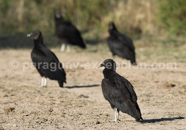 Urubu noir (Coragyps atratus)