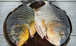 Poisson Paraguay avec Paraguay Excepción