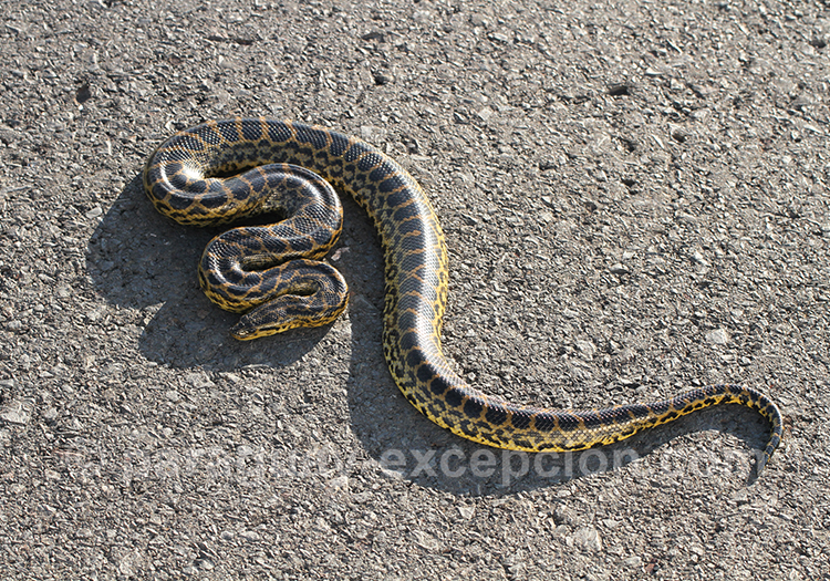 Yarará grande, Urutu ou Víbora de la cruz latin Bothrops alternatus, Paraguay