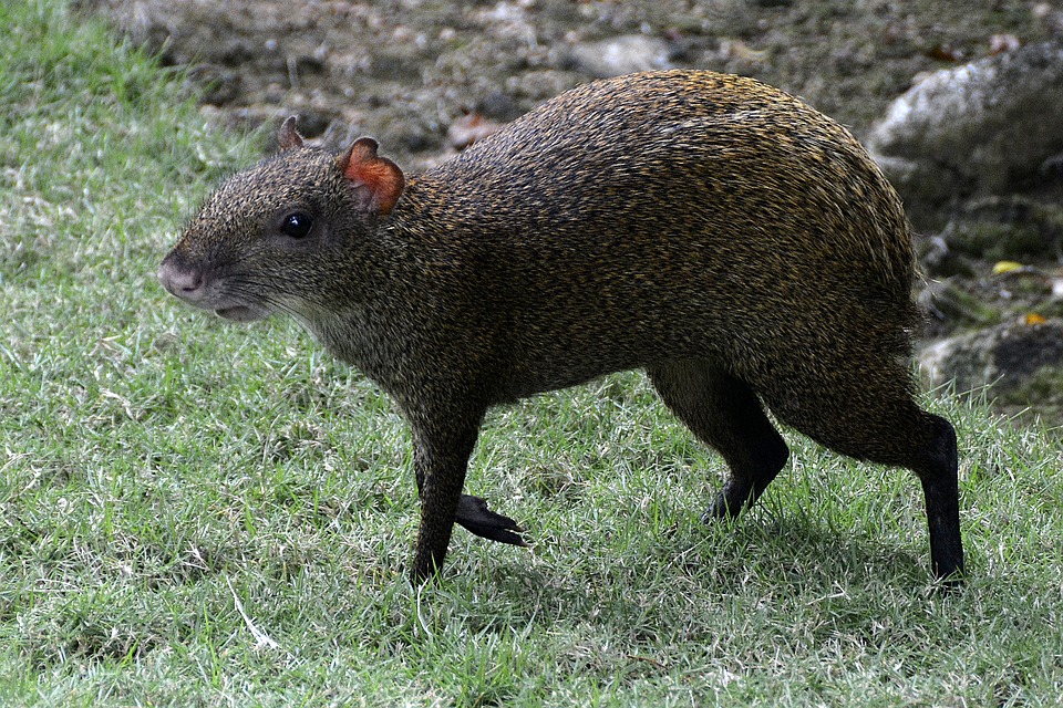 Agouti, Paraguay CC