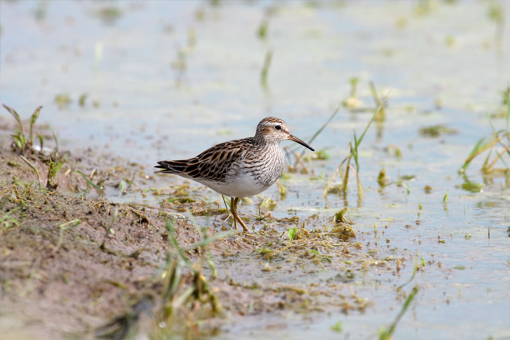 Bécasseau à poitrine cendrée, Paraguay CC