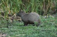 Carpinchos ou capibaras (Hydrochoerus), Paraguay Carpinchos ou capibaras (Hydrochoerus), Paraguay