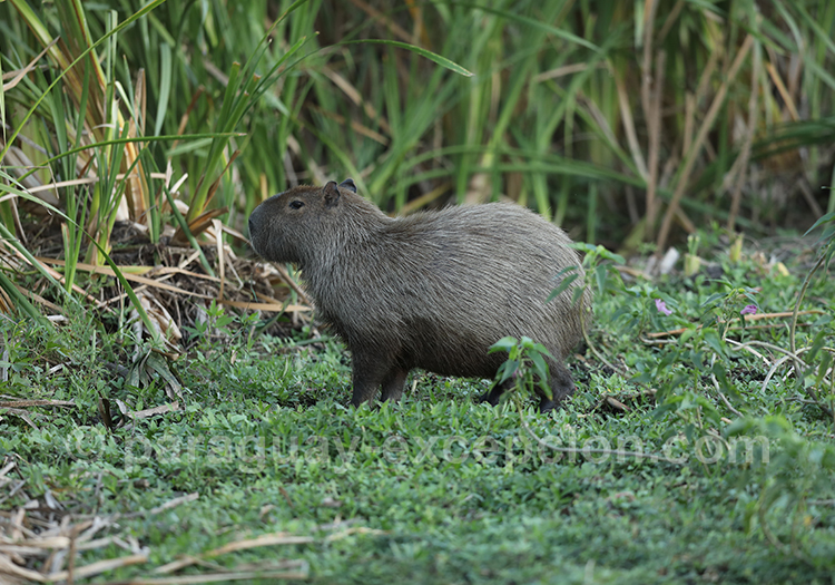 Carpinchos ou capibaras (Hydrochoerus), Paraguay