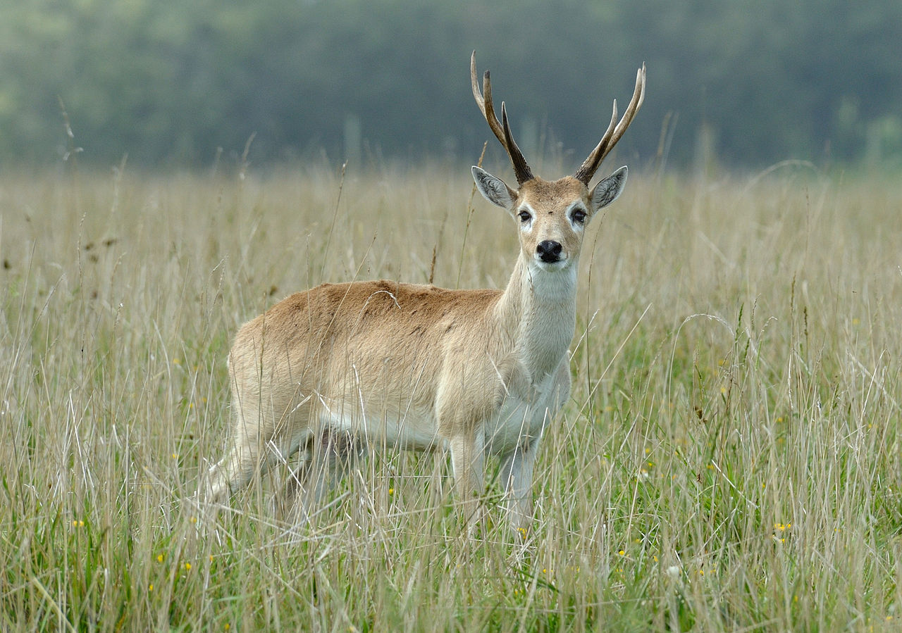 Cerf des pampas au Paraguay CC