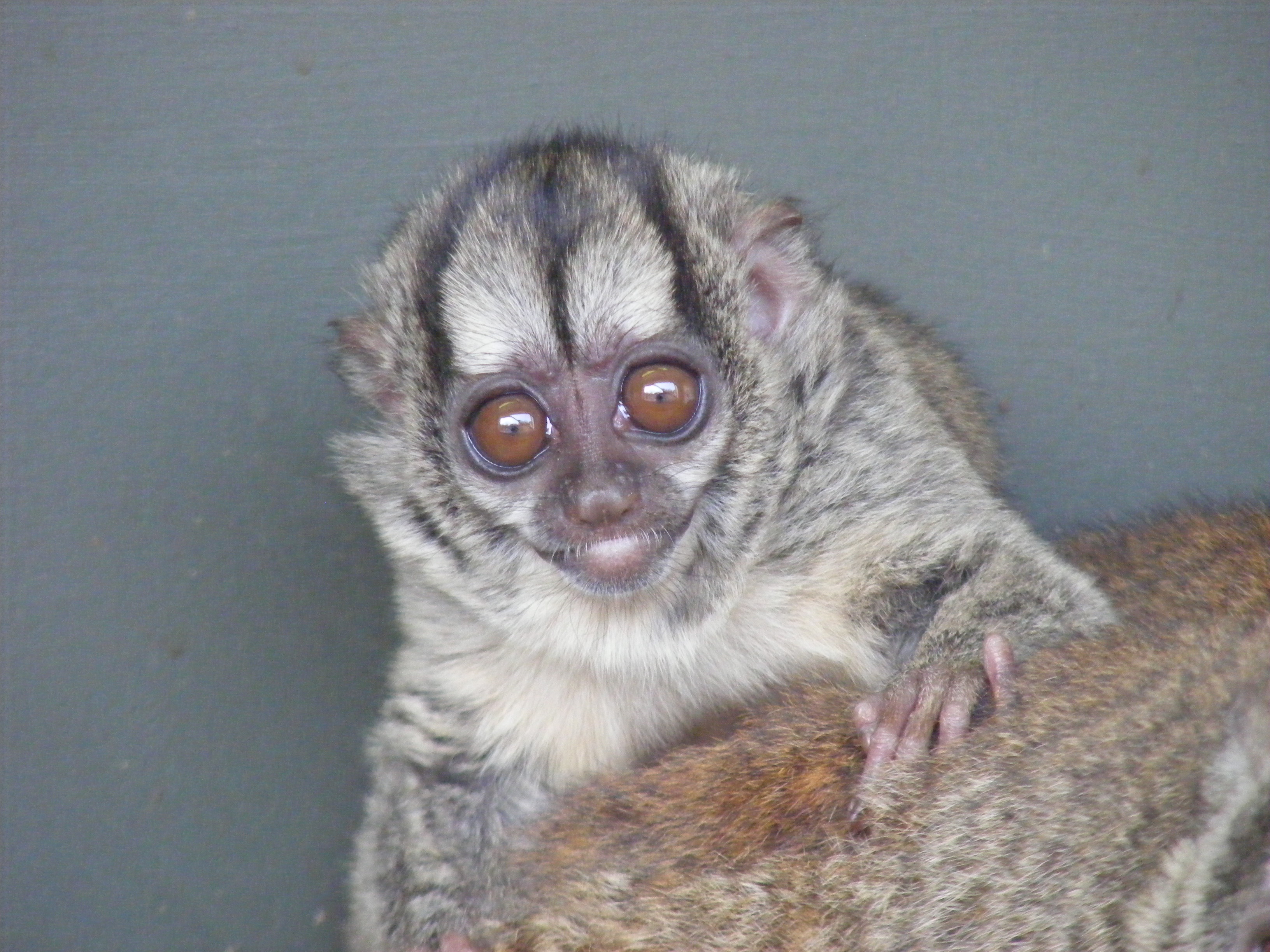 Douroucouli Paraguay CC