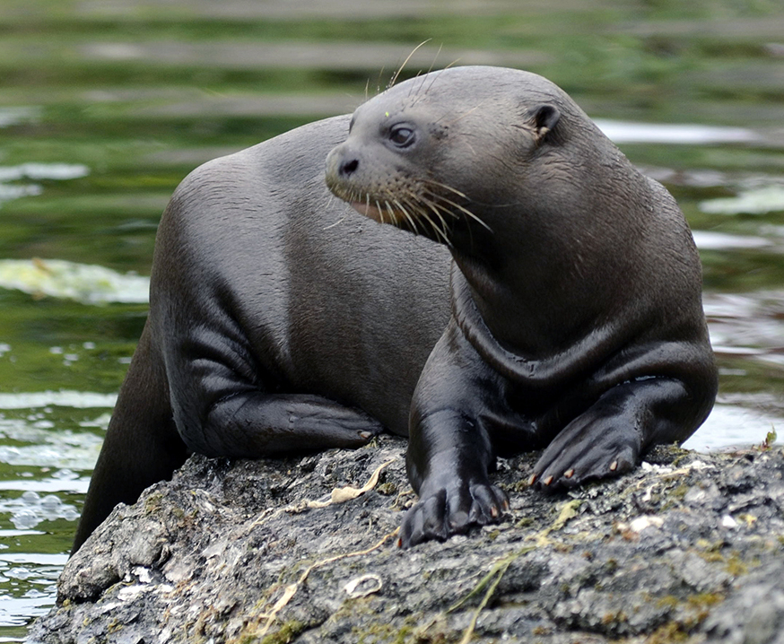Loutre géante, Paraguay CC