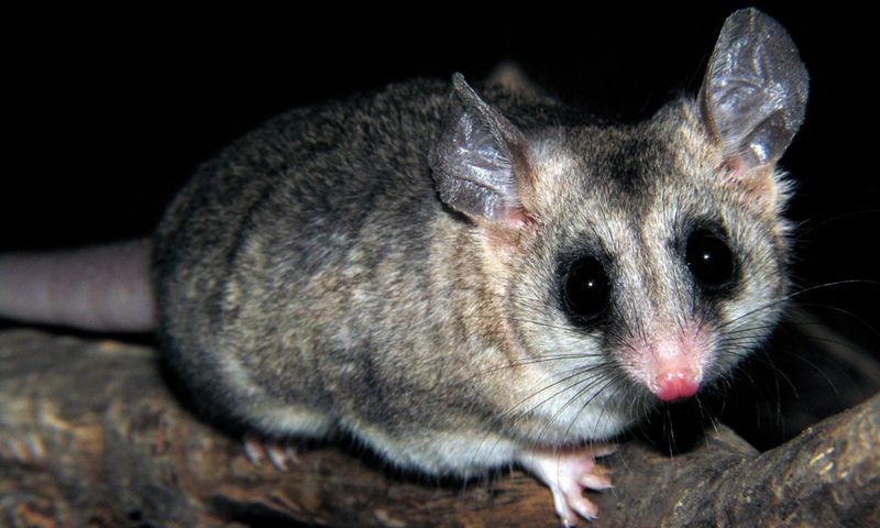 Souris oppossum CC