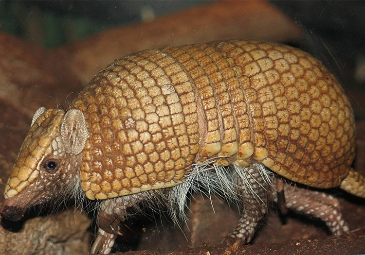 Le tatou à trois bandes, faune du Paraguay