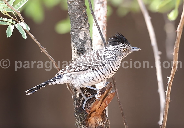 Batara rayé – Batará rayado – Thamnophilus doliatus