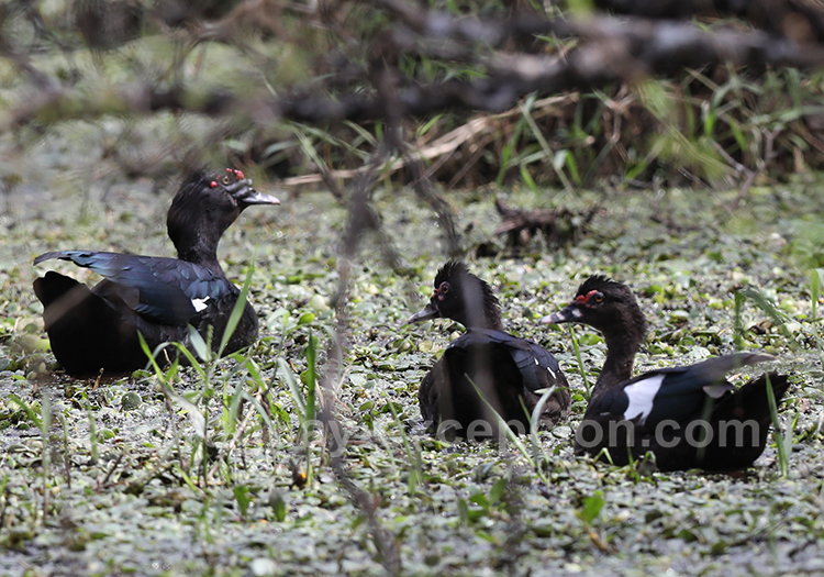 Canard musqué (Cairina moschata), Paraguay